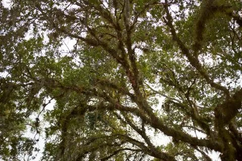 Low-angle view of branches of a big tree in summer Foto stock