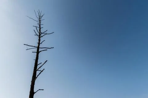 Low angle view branches dark Stock Photos