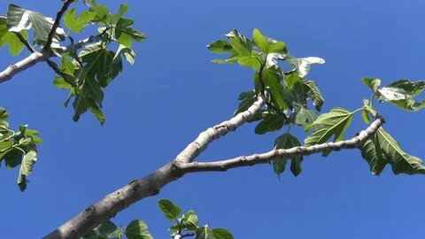 Low angle view of the branches of a fig tree 스톡 동영상 127610234