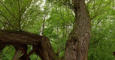 Low angle view of branching tree trunk in forest Stock Footage 260226665