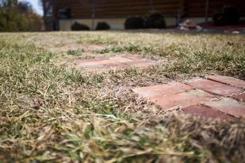Low angle view of brick paving in grass Stock Photos