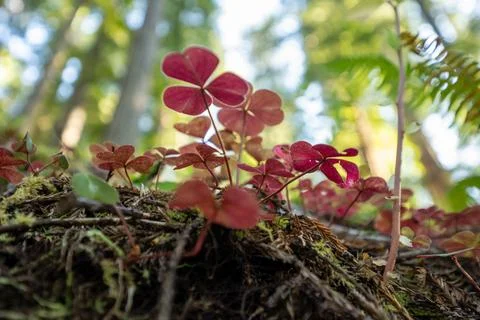 Low Angle View Of Bright Red Clover Leaves Growing In Loose Moss Covered Soil Stock Photos