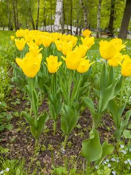 Low Angle View of Bright Yellow Tulips Blooming in City Park Stock Photos
