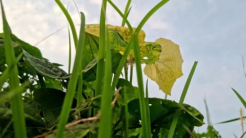 Low Angle View Of Broad Green Leaves And Sky Stockbeeldmateriaal 341737790