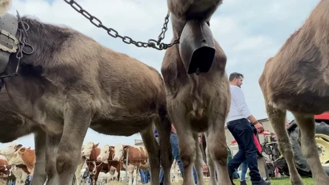 Low angle view of brown cows with cowbells at livestock fair Видео 280731043