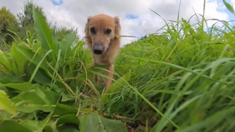 Low Angle View of Brown Dog Walking Through Grassy Meadow Stock Footage 320132663