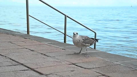 Low angle view of brown seagull eating on concrete shore Stock Footage 160003243