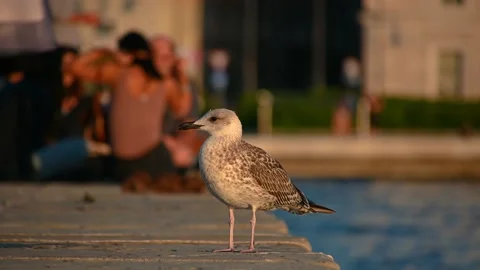Low angle view of brown seagull standing on concrete pier, Trieste city, Italy Stock Footage 160003826