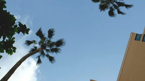 Low angle view of buildings and palm trees, rotating. Vacation background Video stock 109060171