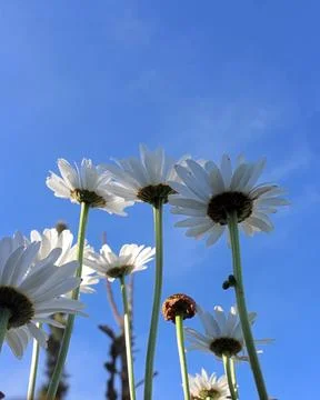 Low angle view of a bunch of Bellis perennis Foto stock