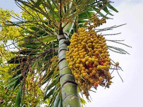 Low Angle View of Bunch of Yellow Palm Seeds on the Tree Stock-Fotos