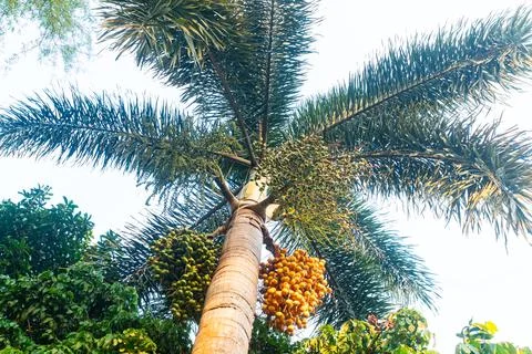 Low angle view bunches of green and yellow palm fruits with leave. Foto stock