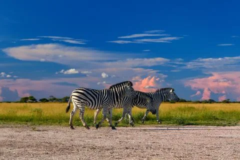 Low angle view on Burchell's zebra, Equus quagga, formerly Equus burchellii,  Stock Photos