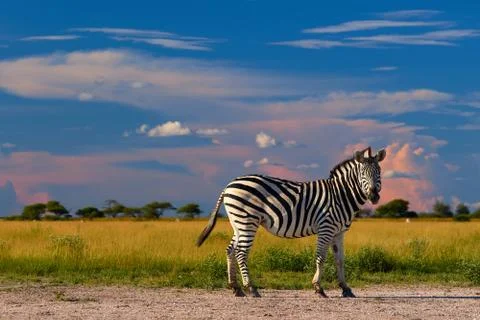 Low angle view on Burchell's zebra, Equus quagga, formerly Equus burchellii,  Stock Photos