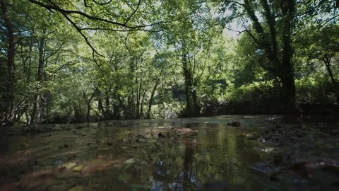 Low angle view of a calm river flowing through a green forest Видео 337036181