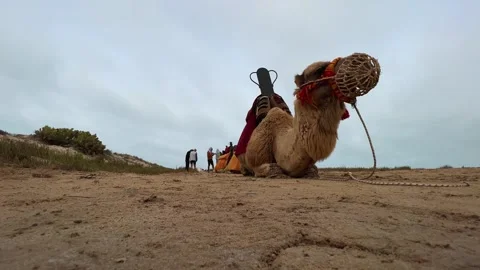 Low-angle view of camels resting on sandy ground with people Stock Footage 278823601