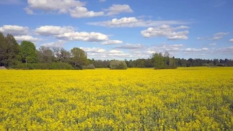 Low angle view of canola rapeseed field in aerial 4k drone shot. united states Vídeos de archivo 108175831