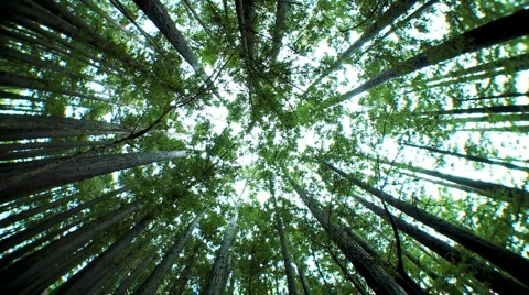 Low-Angle View of Canopy of Trees Stock Footage 1055982