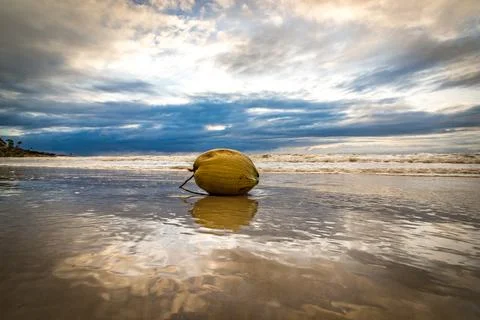 A low angle view captures a coconut resting on the wet sand of a tropical beach Foto stock