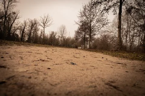 A low-angle view captures a dirt path winding through a forest of bare trees. Stock Photos