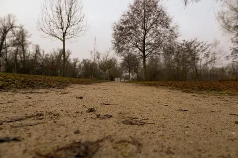 A low-angle view captures a sandy path winding through a forest of bare trees Stock Photos