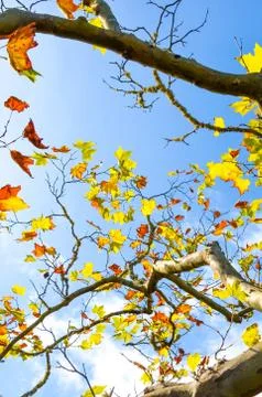 Low angle view capturing maple tree branches with colorful autumn leaves. Fall Stock Photos