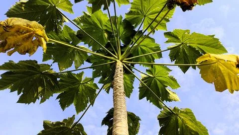Low-Angle View of a Carica Papaya Tall Tree with Green Leaves 库存照片