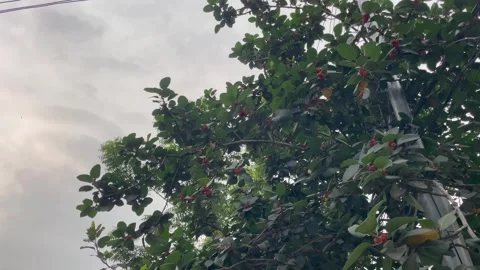 Low Angle View of Carissa Carandas Shrub Canopy with Red Berries 库存影片 345669234