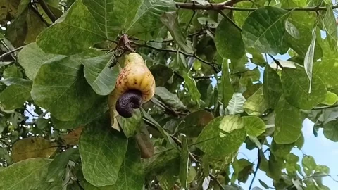 Low Angle View Of Cashew Apple On Tree 動画素材 335275491