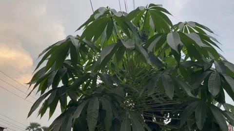 Low Angle View of Cassava Manihot Esculenta Shrub Under Evening Sky Stock-Footage 345669014