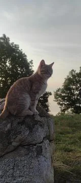 Low angle view of cat sitting on rock against sky Foto stock