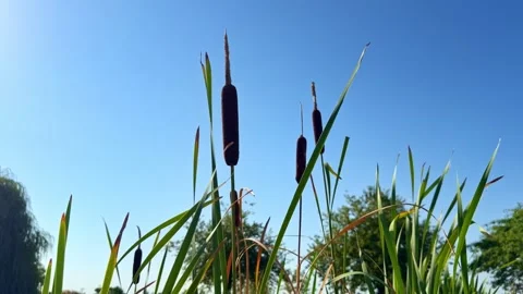 Low Angle View of Cattails and Reeds Against Blue Sky Stock Footage 344001108