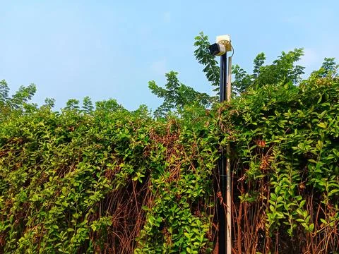 Low angle view of CCTV camera in green curtain creeper fence. Stock Photos