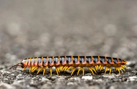 Low Angle View Of Centipede Walking Across Pavement In Shenandoah Fotos de archivo