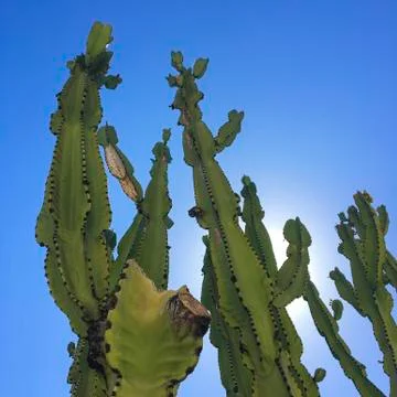 Low Angle View Of Cereus Peruvianus Tree Succulents Over A Blue Sky. Stock Photos