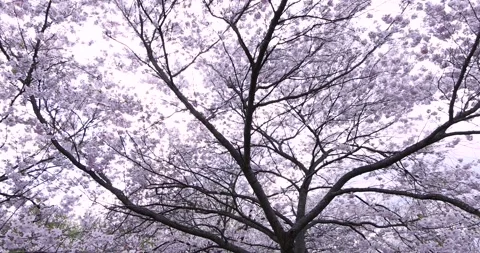 Low angle view of Cherry blossom on the tree in spring time. Stock Footage 240141481