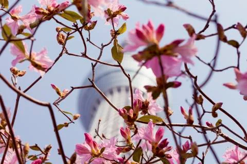 Low angle view of cherry blossom branches against Tokyo Skytree 스톡 사진
