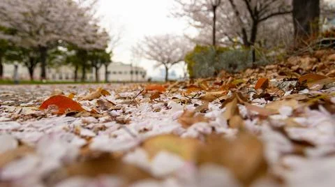 Low-angle view of cherry blossom petals and fallen leaves on ground Stock Photos
