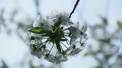 Low Angle View Of Cherry Blossoms Against Sky Stock Footage 153716646