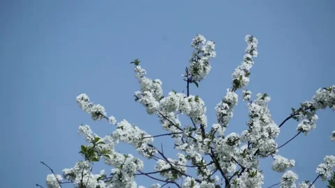 Low Angle View Of Cherry Blossoms Against Sky Cherry Blossoms Stock Footage 153719611