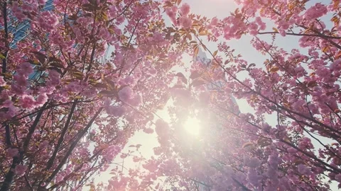 Low angle view of cherry tree in spring time and cityscape on the background Stock Footage 232279875