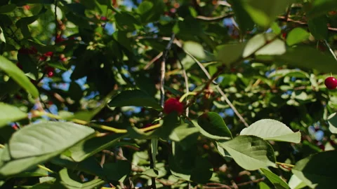 Low-angle view of cherry tree branches filled with ripe red cherries and green Stock Footage 291323227