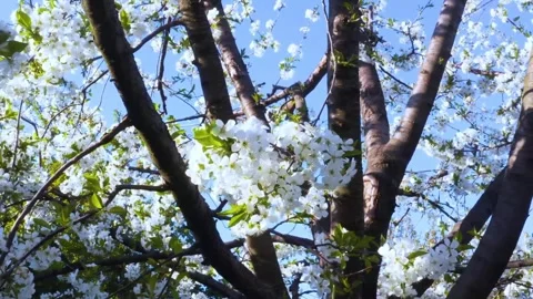 A low-angle view of a cherry tree in full, vibrant bloom against a clear bl.. Stock Footage 302300990