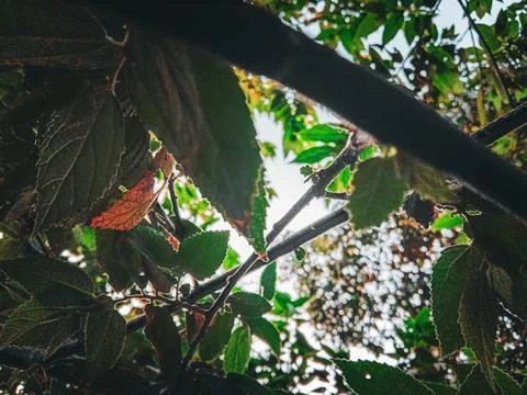 Low angle view of cherry tree leaves under the evening sky. Stock Photos