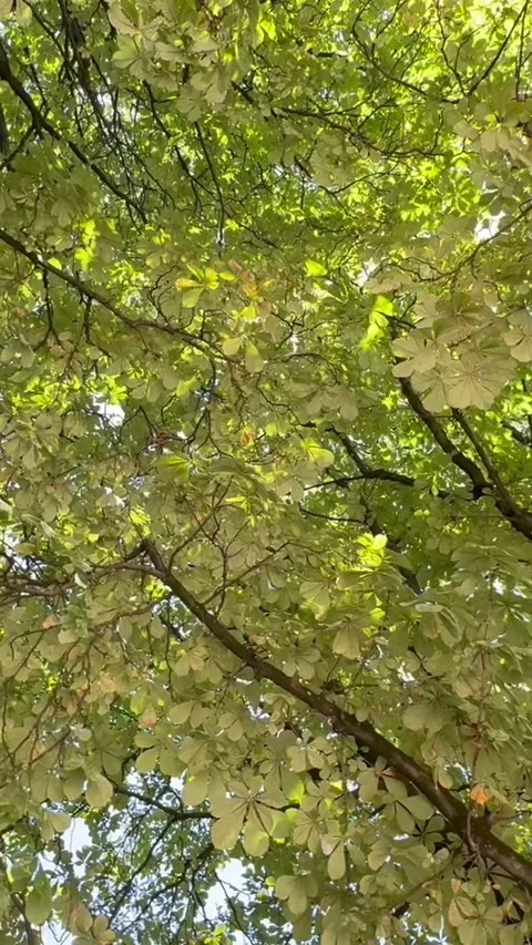Low angle view of chestnut trees in a park in the summer in Paris Stock Footage 302851696