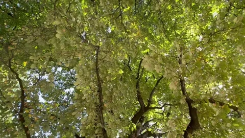 Low angle view of chestnut trees in a park in the summer in Paris Stock Footage 303426407