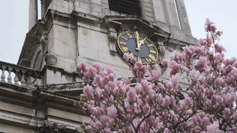 A low angle view of a church clock tower with magnolia tree flowers. Stock Footage 303460527