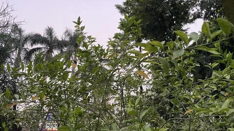 Low angle view of citrus tree branches with palm trees under an overcast sky Stock Photos
