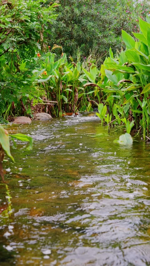 Low angle view of clear stream surrounded by tropical greenery Stock Footage 340485777