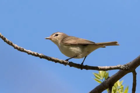 Low angle view close up of Warbling Vireo on tree branch Stock Photos